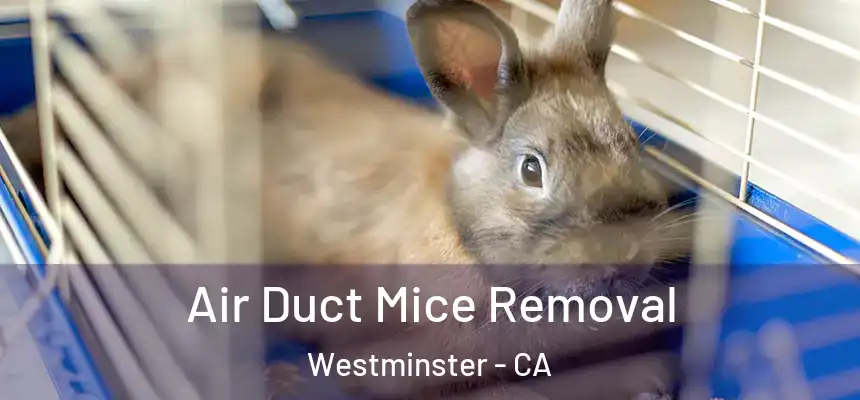 Air Duct Mice Removal Westminster - CA